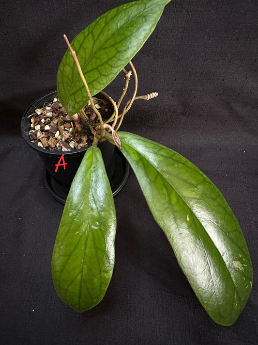 Hoya vitellinoides