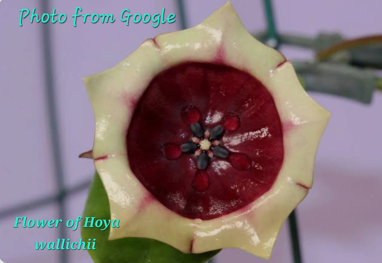 Hoya wallichii ssp. Tenebrosa (Rare)