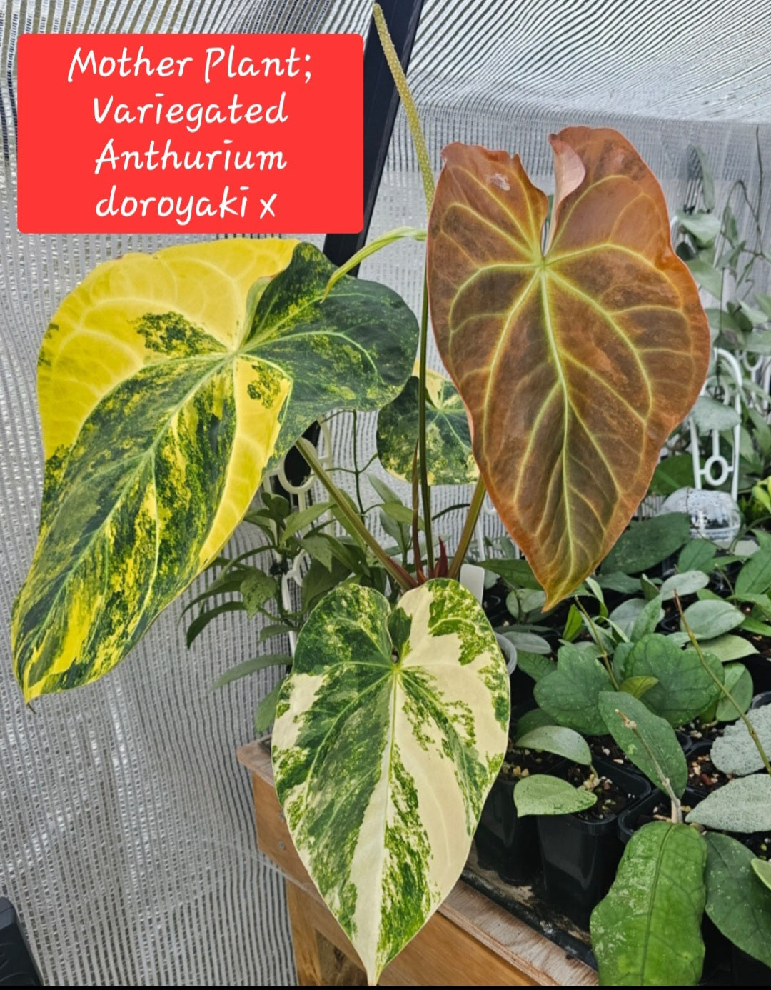 Variegated Anthurium forgetii x DC hybrid