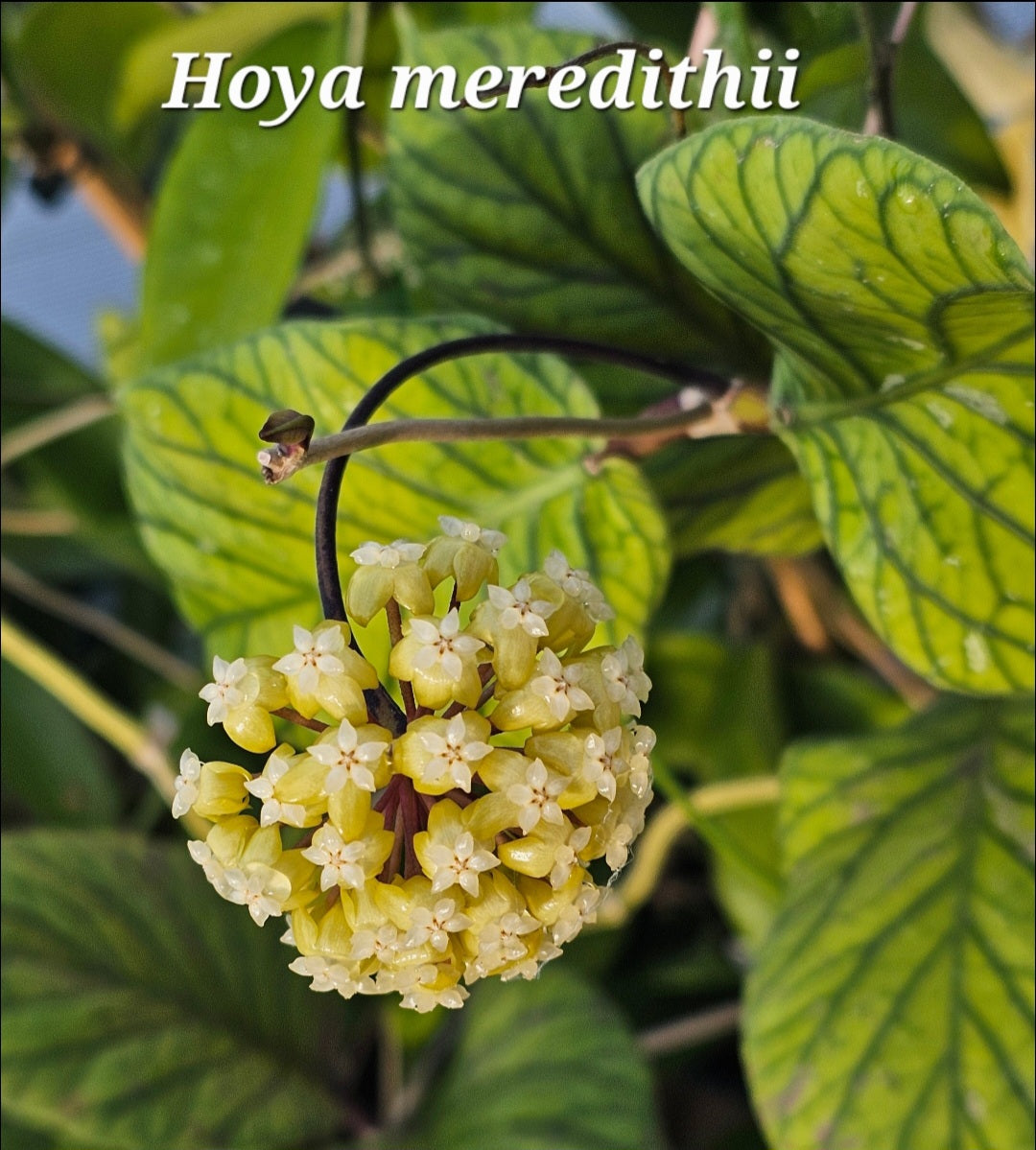 Hoya meredithii