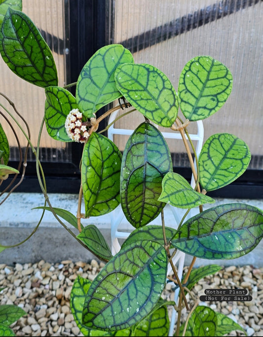 Hoya callistophylla 'Vena'
